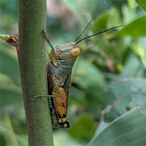 Unidentified Grasshopper (several families) at Kakadu, NT - 7 Feb 2025 by HelenCross