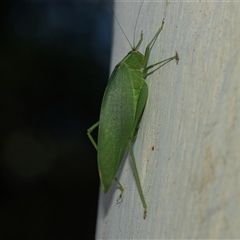 Caedicia simplex (Common Garden Katydid) at Higgins, ACT - 1 Mar 2025 by AlisonMilton