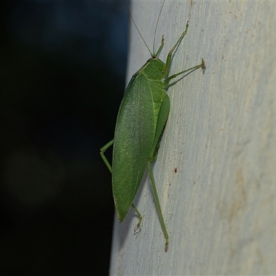 Caedicia simplex (Common Garden Katydid) at Higgins, ACT - 1 Mar 2025 by AlisonMilton