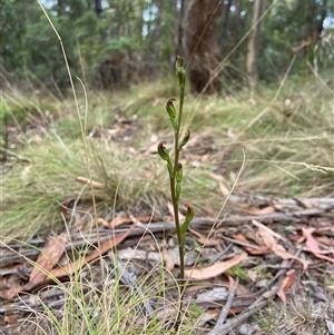 Speculantha multiflora at suppressed - suppressed