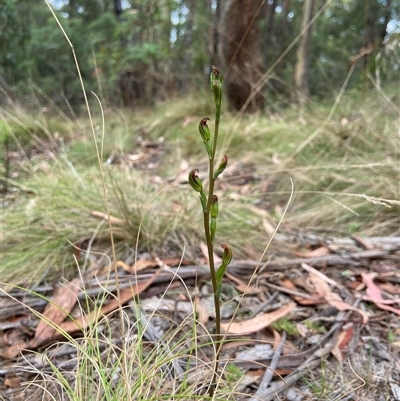 Speculantha multiflora (Tall Tiny Greenhood) by AJB