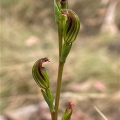 Speculantha multiflora at suppressed - suppressed