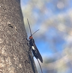 Callibracon capitator (White Flank Black Braconid Wasp) at Weetangera, ACT - 1 Mar 2025 by LeahColebrook