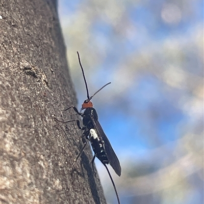 Callibracon capitator (White Flank Black Braconid Wasp) at Weetangera, ACT - 1 Mar 2025 by LeahColebrook