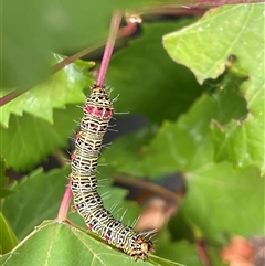 Phalaenoides glycinae (Grapevine Moth) at Mornington, VIC - 1 Mar 2025 by 76liam