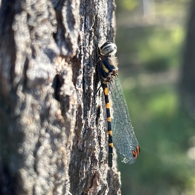 Cordulephya pygmaea (Common Shutwing) at Bonython, ACT - 26 Feb 2025 by GG