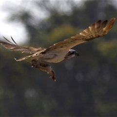 Pandion haliaetus (Osprey) at Potato Point, NSW - 21 Feb 2025 by jb2602