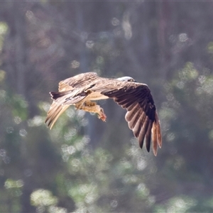 Pandion haliaetus at Potato Point, NSW - suppressed