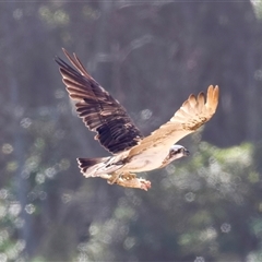 Pandion haliaetus at Potato Point, NSW - suppressed