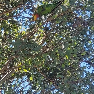 Polytelis swainsonii (Superb Parrot) at Gungahlin, ACT - 1 Mar 2025 by psylence