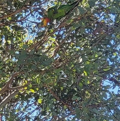 Polytelis swainsonii (Superb Parrot) at Gungahlin, ACT - 1 Mar 2025 by psylence