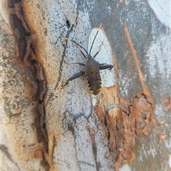 Amorbus (genus) (Eucalyptus Tip bug) at Amaroo, ACT - 1 Mar 2025 by psylence