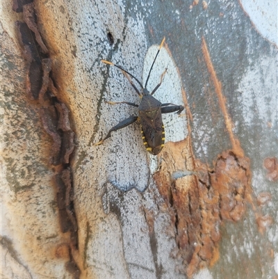 Amorbus sp. (genus) (Eucalyptus Tip bug) at Amaroo, ACT - 1 Mar 2025 by psylence