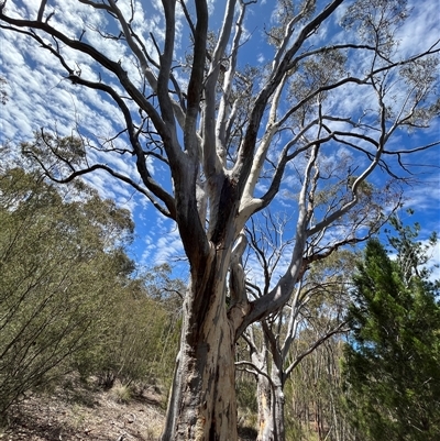 Eucalyptus rossii (Inland Scribbly Gum) at Denman Prospect, ACT - 18 Feb 2025 by GG