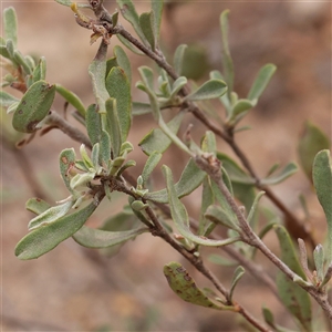 Hibbertia obtusifolia (Grey Guinea-flower) at Manton, NSW - 10 Jan 2025 by ConBoekel