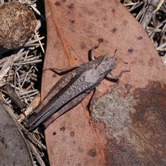 Unidentified Grasshopper (several families) at O'Connor, ACT - 17 Jan 2025 by ConBoekel