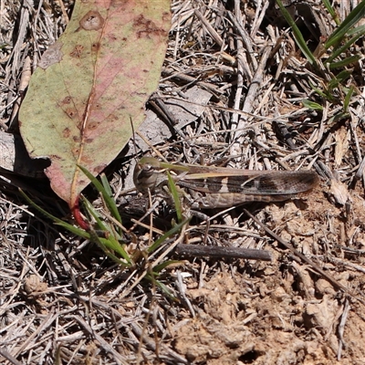 Oedaleus australis (Australian Oedaleus) at O'Connor, ACT - 17 Jan 2025 by ConBoekel