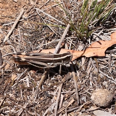 Macrotona australis at O'Connor, ACT - 17 Jan 2025 by ConBoekel