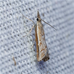 Ptochostola microphaeellus (A Crambid moth) at Harrison, ACT by DPRees125