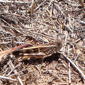 Oedaleus australis (Australian Oedaleus) at O'Connor, ACT - 17 Jan 2025 by ConBoekel