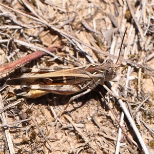 Oedaleus australis at O'Connor, ACT - 17 Jan 2025 12:34 PM