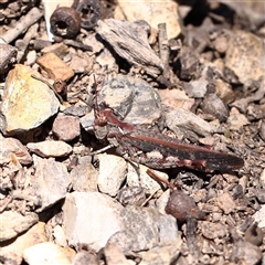 Austroicetes pusilla at O'Connor, ACT - 17 Jan 2025 by ConBoekel