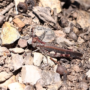 Austroicetes pusilla (Grasshopper, Locust) at O'Connor, ACT - 17 Jan 2025 by ConBoekel