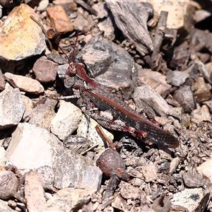 Austroicetes pusilla at O'Connor, ACT - 17 Jan 2025 12:50 PM