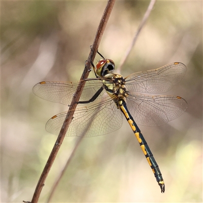 Hemicordulia tau (Tau Emerald) at O'Connor, ACT - 17 Jan 2025 by ConBoekel