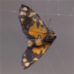 Asura lydia (Lydia Lichen Moth) at Manton, NSW - 19 Jan 2025 by ConBoekel