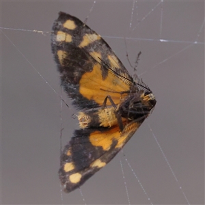 Asura lydia (Lydia Lichen Moth) at Manton, NSW - 19 Jan 2025 by ConBoekel