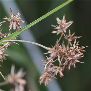 Cyperus gunnii subsp. gunnii at Manton, NSW - 19 Jan 2025 by ConBoekel