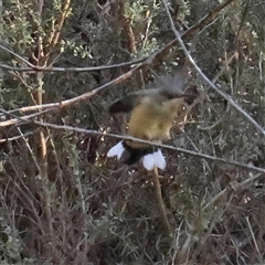 Acanthorhynchus tenuirostris (Eastern Spinebill) at Manton, NSW - 19 Jan 2025 by ConBoekel