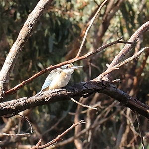 Todiramphus sanctus at Manton, NSW - 19 Jan 2025 by ConBoekel