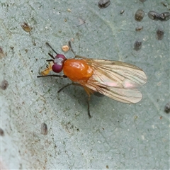 Unidentified True fly (Diptera) at Manton, NSW - 19 Jan 2025 by ConBoekel