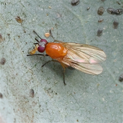 Unidentified True fly (Diptera) at Manton, NSW - 19 Jan 2025 by ConBoekel