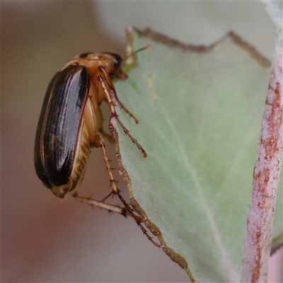 Telura sp. (genus) (A scarab beetle) at Manton, NSW - 19 Jan 2025 by ConBoekel