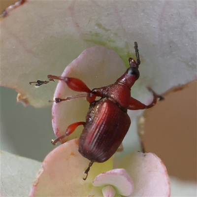 Euops sp. (genus) (A leaf-rolling weevil) at Manton, NSW - 19 Jan 2025 by ConBoekel