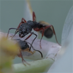 Dolichoderus scabridus (Dolly ant) at Manton, NSW - 19 Jan 2025 by ConBoekel