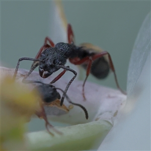 Dolichoderus scabridus at Manton, NSW - 19 Jan 2025 08:15 AM