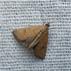 Achyra affinitalis (Cotton Web Spinner, Pyraustinae) at Harrison, ACT - 28 Feb 2025 by DPRees125