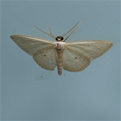 Scopula liotis (Liotus Wave) at Harrison, ACT by DPRees125