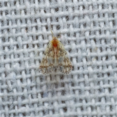 Saccharodite chrysonoe (Derbid planthopper) at Harrison, ACT - 28 Feb 2025 by DPRees125