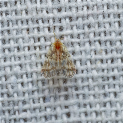 Saccharodite chrysonoe (Derbid planthopper) at Harrison, ACT - 28 Feb 2025 by DPRees125