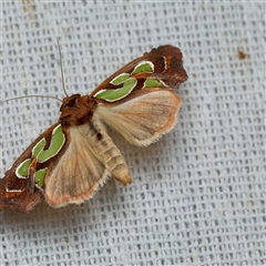 Cosmodes elegans (Green Blotched Moth) at Harrison, ACT - 28 Feb 2025 by DPRees125