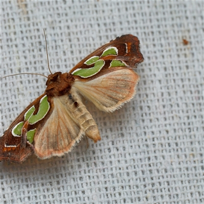 Cosmodes elegans (Green Blotched Moth) at Harrison, ACT by DPRees125