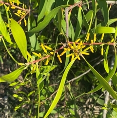 Persoonia levis (Broad-leaved Geebung) at Frazer Park, NSW - 14 Sep 2024 by Tapirlord