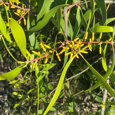 Persoonia levis (Broad-leaved Geebung) at Frazer Park, NSW - 14 Sep 2024 by Tapirlord