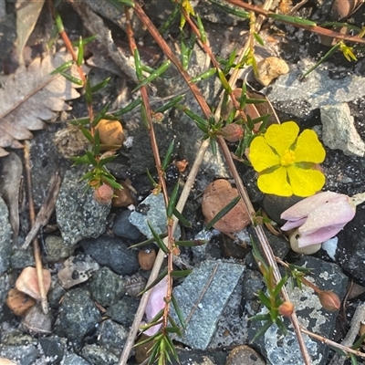 Hibbertia acicularis at Frazer Park, NSW - 14 Sep 2024 by Tapirlord