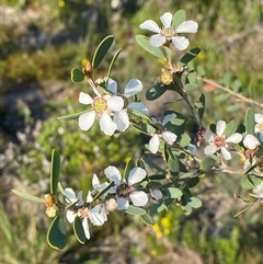 Leptospermum laevigatum (Coast Teatree) at Frazer Park, NSW - 14 Sep 2024 by Tapirlord